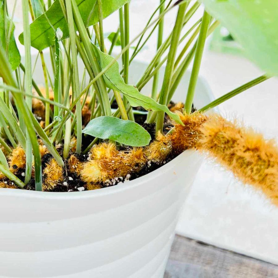 おしゃれ 観葉植物：フレボディウム オーレウム ブルースター*7号
