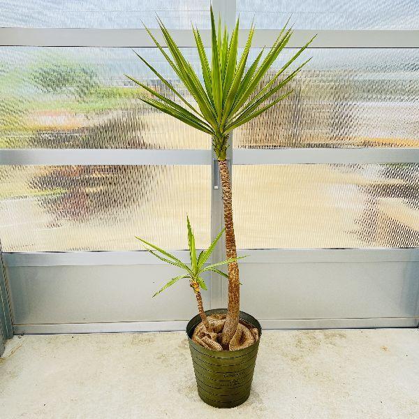 おしゃれ　観葉植物：斑入りユッカ　ブリキ鉢カバー*麻布　大型佐川急便　現品2番