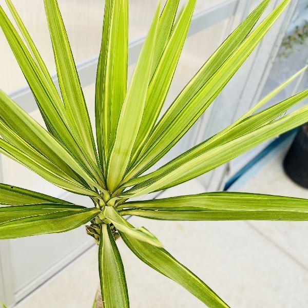 おしゃれ　観葉植物：斑入りユッカ　ブリキ鉢カバー*麻布　大型佐川急便　現品2番 