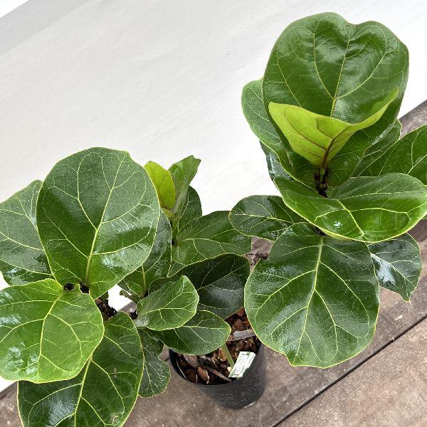 おしゃれ 観葉植物：フィカス バンビーノ 曲*プラポット5号