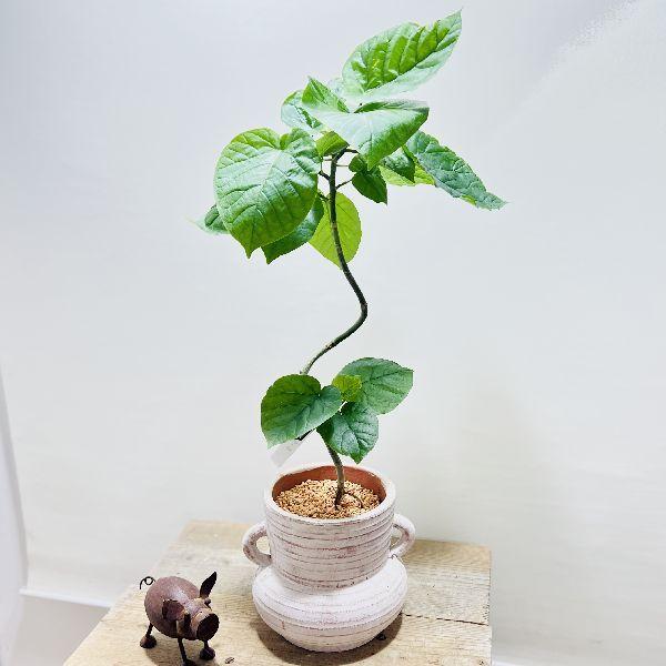 おしゃれ 観葉植物 フィカス ウンベラータ 鉢植え つぼ型 F65v 遊恵盆栽 Yahoo 店 通販 Yahoo ショッピング