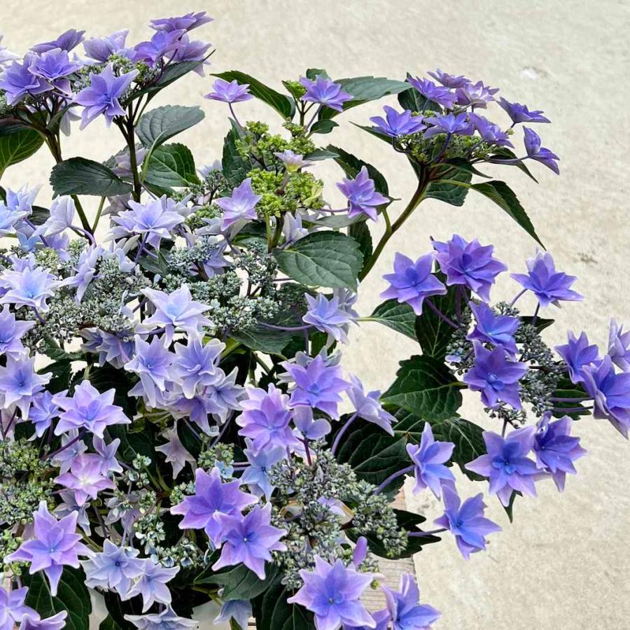 庭木・植木苗：紫陽花 雨のち星 ブルー*あじさい アジサイ : 遊恵盆栽