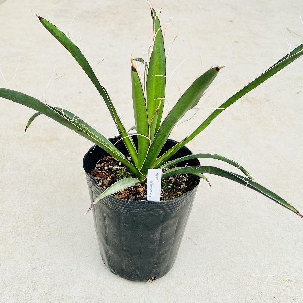 おしゃれ 観葉植物 選べる：ユッカ苗*カルネロサーナ ロストラータ