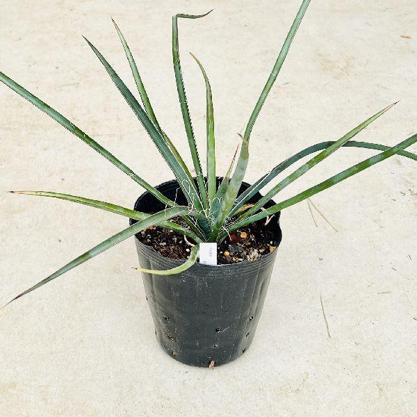 おしゃれ 観葉植物 選べる：ユッカ苗*カルネロサーナ ロストラータ