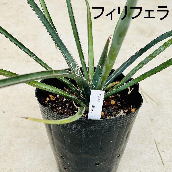 おしゃれ 観葉植物 選べる：ユッカ苗*カルネロサーナ ロストラータ