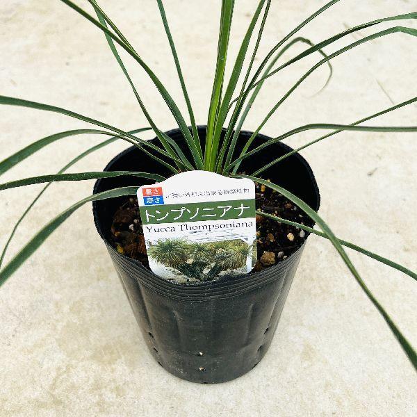 おしゃれ 観葉植物 選べる：ユッカ苗*カルネロサーナ ロストラータ