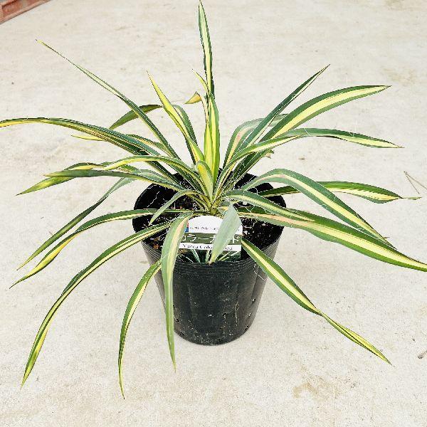 おしゃれ 観葉植物 選べる：ユッカ苗*カルネロサーナ ロストラータ