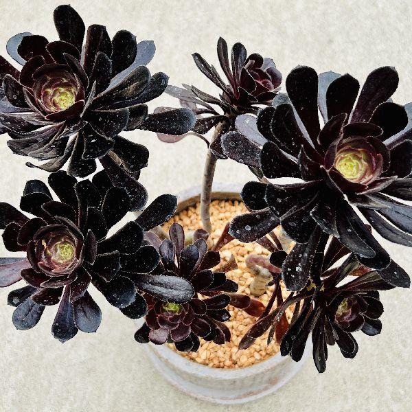おしゃれ 観葉植物：アエオニウム 黒法師鉢植え*受皿付 クロホウシ