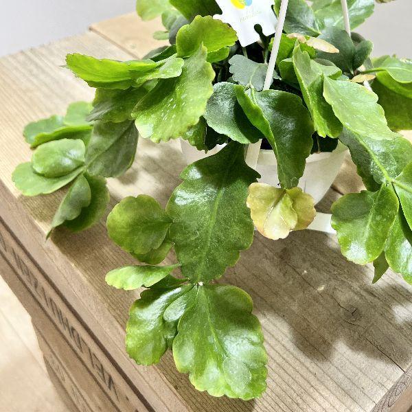 希少 リプサリス ゴーベリアナ 5号 吊り鉢 リプサリス：ゴーベリアナ 5号吊鉢植え の通販 | 園芸ネット