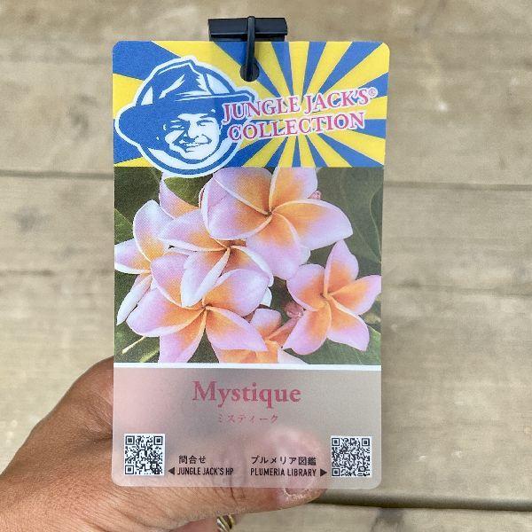 【最終値下げ】プルメリア　大型　鉢付き価格 おしゃれ 観葉植物 鉢花：プルメリア*4号 インドソケイ プラポット