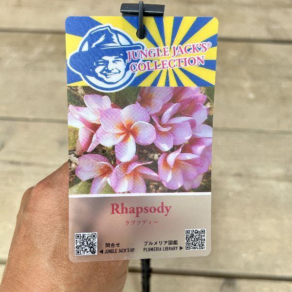 おしゃれ 観葉植物 鉢花：プルメリア*4号 インドソケイ プラポット