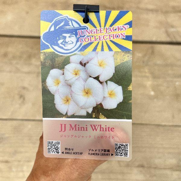 おしゃれ 観葉植物 鉢花：プルメリア*4号 インドソケイ プラポット