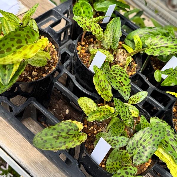 おしゃれ 観葉植物 球根植物：ドリミオプシス マクラータ 斑入り