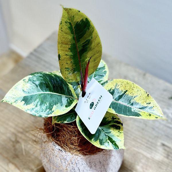 フィカス ジン 2 ファイバー鉢 お皿付き おしゃれ 観葉植物：フィカス ジン 鉢植え 受皿付*ココヤシ飾り