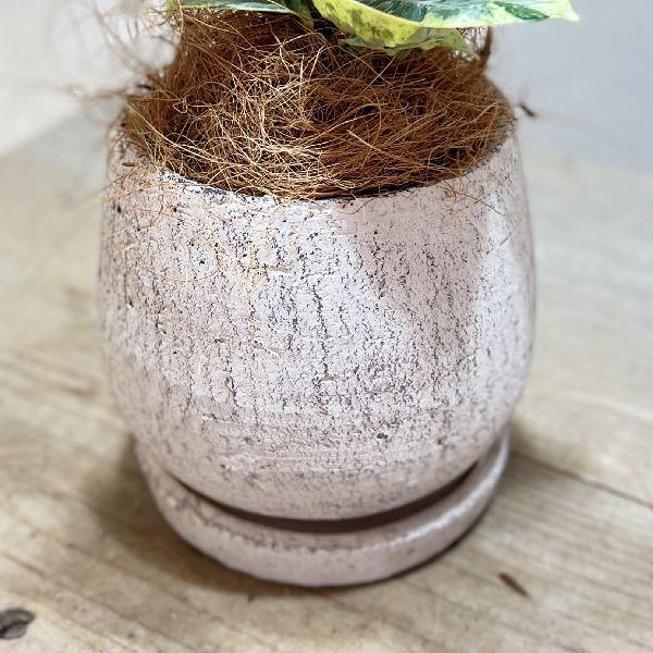 おしゃれ 観葉植物：フィカス ジン 鉢植え 受皿付*ココヤシ飾り