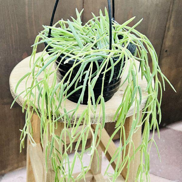 おしゃれ 観葉植物：ホヤ リネアリス*吊り鉢 4号 : 遊恵盆栽 Yahoo!店 - 通販 - Yahoo!ショッピング