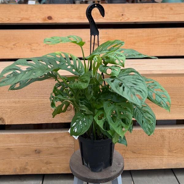 観葉植物：マドカズラ*モンステラ アンダーソニー 5号 吊り鉢 : 遊恵