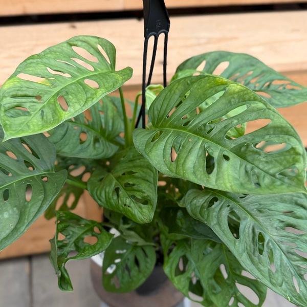 観葉植物：マドカズラ*モンステラ アンダーソニー 5号 吊り鉢 : 遊恵