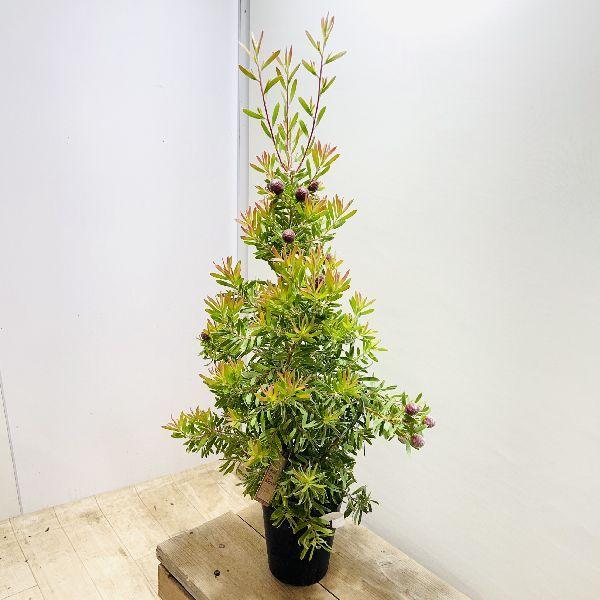 鉢花 観葉植物：リューカデンドロン コニカム*5.5号 リュウカ