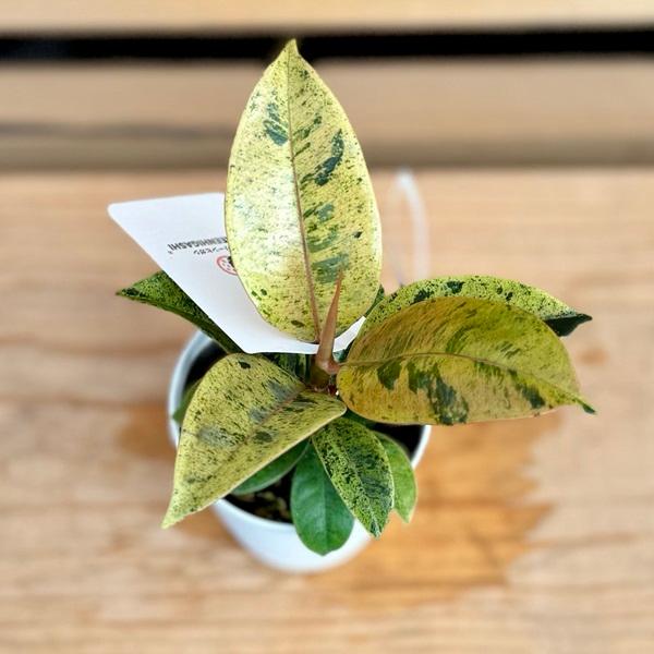 フィカス ジン 3 ファイバー鉢 お皿付き フィカス：ジン 3号鉢