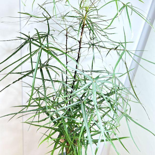 おしゃれ 観葉植物：ブラキキトン ボトルツリー ブリキ鉢カバー*大型