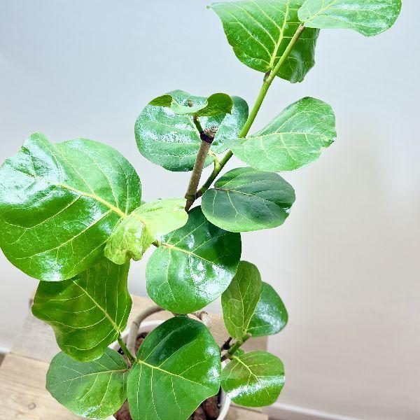 おしゃれ 観葉植物：シーグレープ ハマベブドウ*ココロバ セラアート