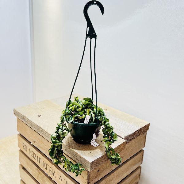 おしゃれ　観葉植物：ホヤ　カルノーサ　コンパクタ斑入り*吊り鉢　5号