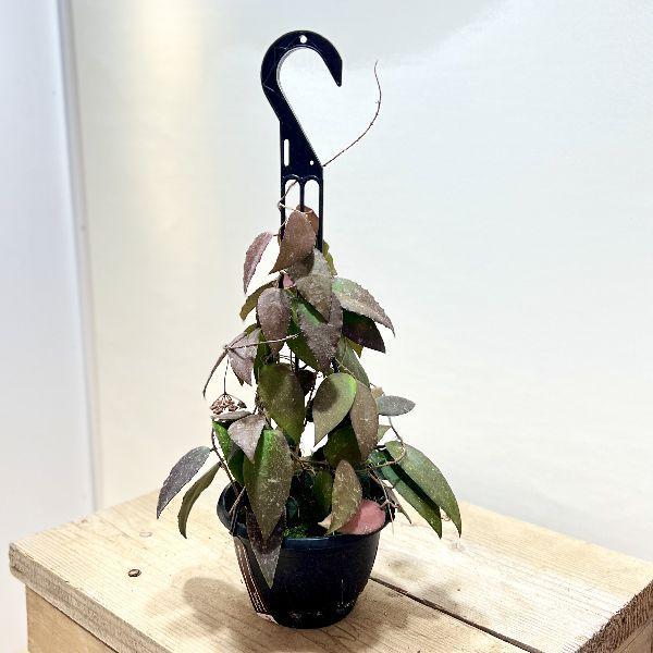 売れ筋新商品 おしゃれ 観葉植物 ホヤ カウダータ スマトラ 吊り鉢 5号