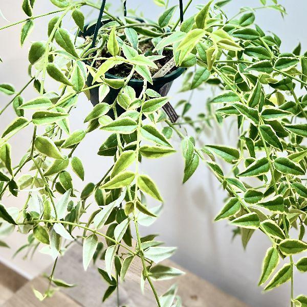 おしゃれ 観葉植物：ホヤ セブンスター 斑入り*吊り鉢 5号 : 遊恵盆栽