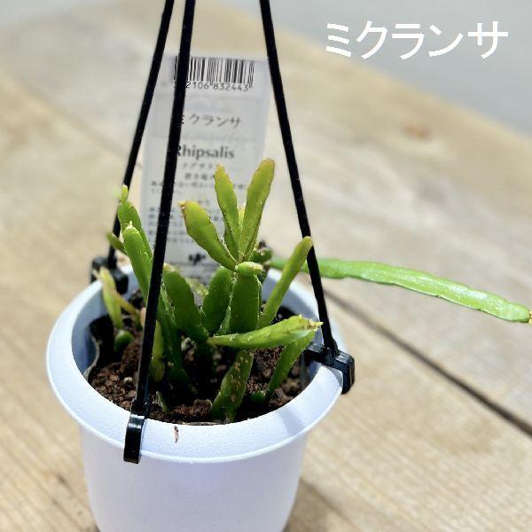 【専用】リプサリス✳︎さま 71N+Twy+6EL._AC_UF350,