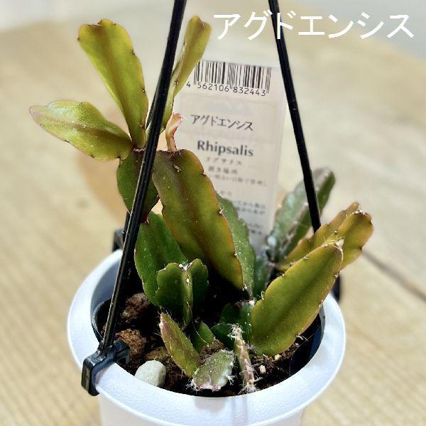 おしゃれ 観葉植物：リプサリス 各種*A 3号 吊り鉢 : 遊恵盆栽 Yahoo