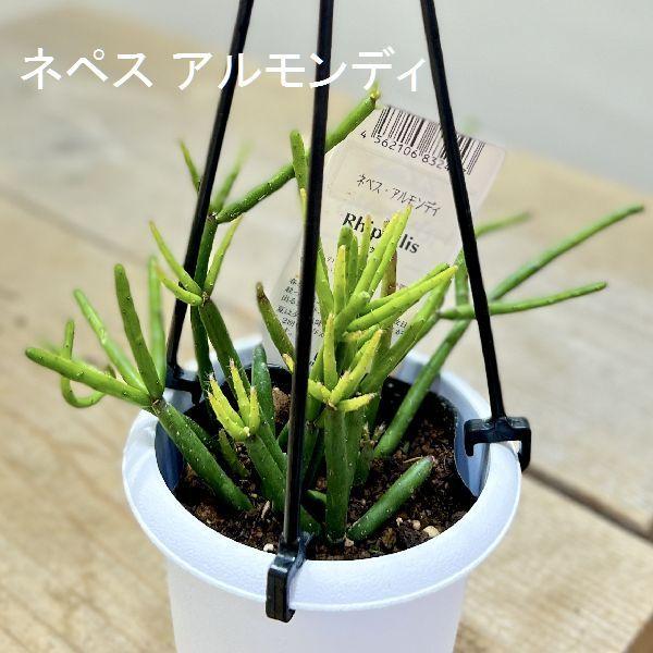 おしゃれ 観葉植物：リプサリス 各種*A 3号 吊り鉢 : 遊恵盆栽 Yahoo
