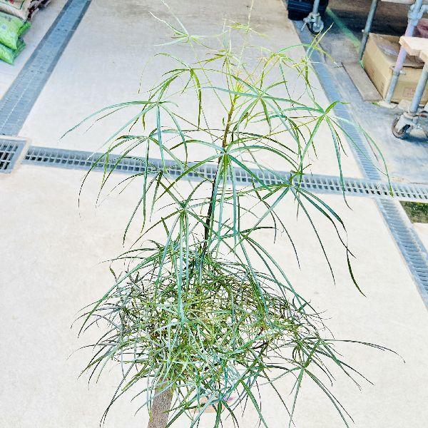 おしゃれ 観葉植物：ブラキキトン ボトルツリー 鉢カバー*現品C 大型