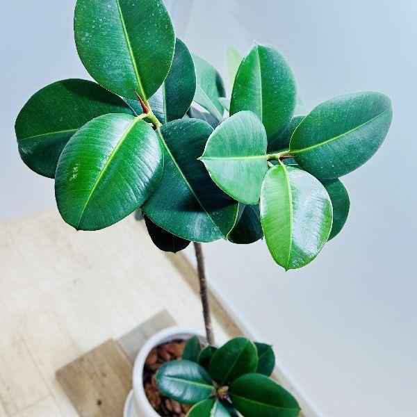 おしゃれ 観葉植物：フィカス ソフィア 鉢植え 受皿付*現品1 バーク