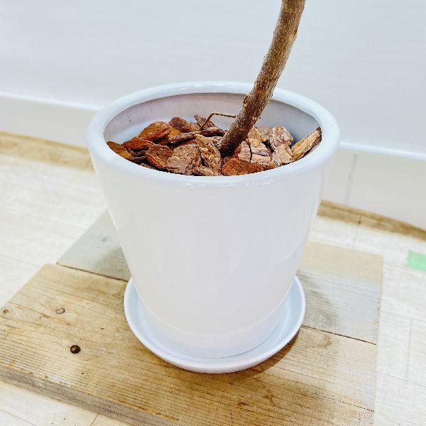 おしゃれ 観葉植物：フィカス ソフィア 鉢植え 受皿付*現品1 バーク