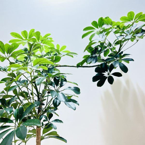 おしゃれ 観葉植物：シェフレラ ホンコン*カポック 鉢植え 受皿付 大型