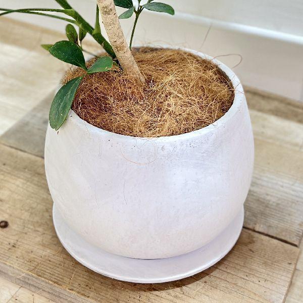 おしゃれ 観葉植物:シェフレラ ホンコン*カポック 鉢植え 受皿付 大型ヤマト便配送 :f6966v:遊恵盆栽 Yahoo!店 - 通販 - Yahoo!ショッピング おしゃれ 観葉植物:シェフレラ ホンコン*カポック 鉢植え 受皿付 大型ヤマト便配送 :f6966v:遊恵盆栽 Yahoo!店 - 通販 - Yahoo!ショッピング
