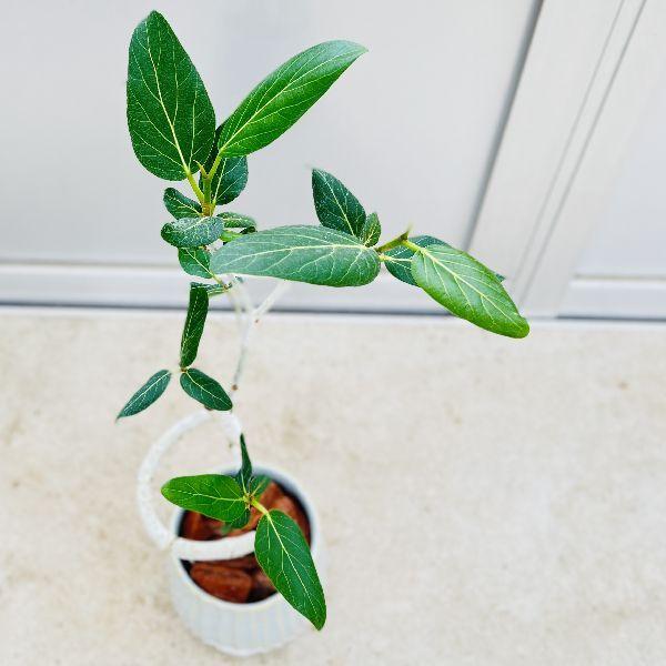 おしゃれ 観葉植物：フィカス ベンガレンシス*ベンガルゴム 鉢植え