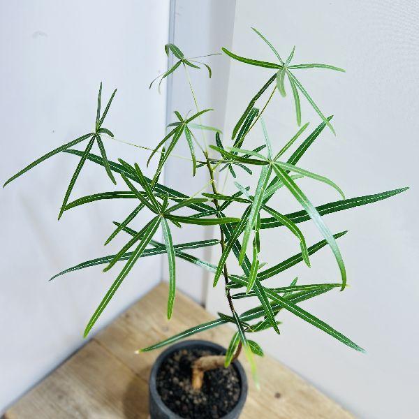 おしゃれ 観葉植物：ボトルツリー 鉢植え*受皿付 ブラキキトン : 遊恵