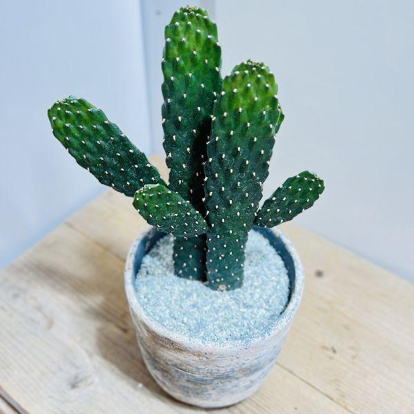 全商品オープニング価格 おしゃれ 観葉植物 うちわサボテン スミエボシ 鉢植え 墨烏帽子