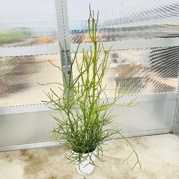 おしゃれ　観葉植物：ミルクブッシュ*白セラアート　大型佐川急便配送
