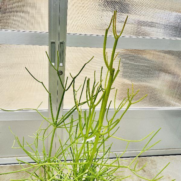 おしゃれ　観葉植物：ミルクブッシュ*白セラアート　大型佐川急便配送 