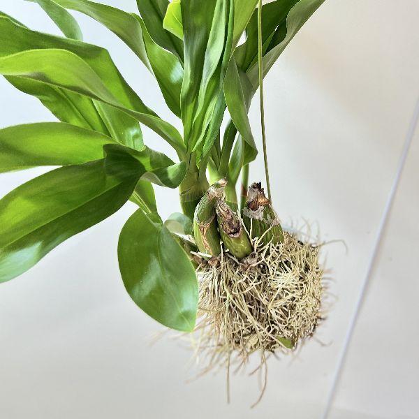おしゃれ 観葉植物 蘭：グラマトフィラム スクリプタム ヒヒマヌ*吊り
