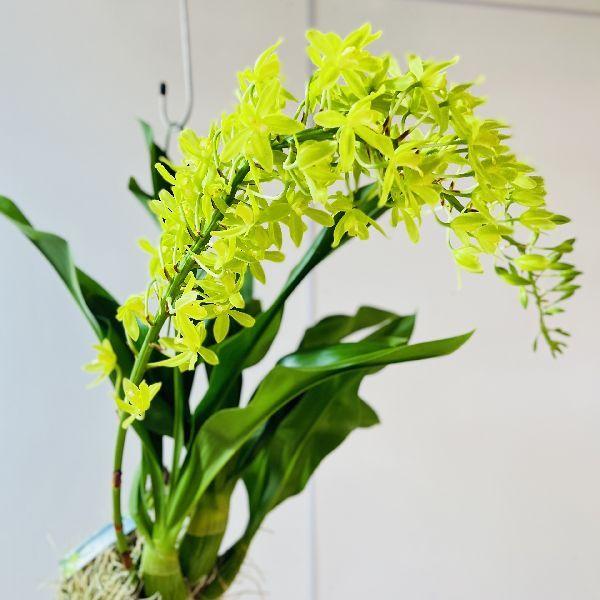 おしゃれ 観葉植物 蘭：グラマトフィラム スクリプタム ヒヒマヌ*吊り