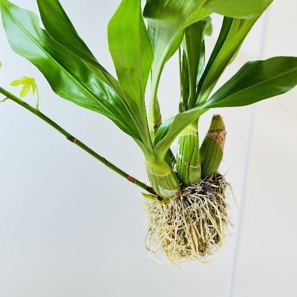 おしゃれ 観葉植物 蘭：グラマトフィラム スクリプタム ヒヒマヌ*吊り