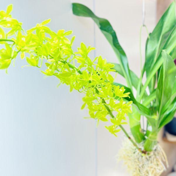 おしゃれ 観葉植物 蘭：グラマトフィラム スクリプタム ヒヒマヌ*吊り