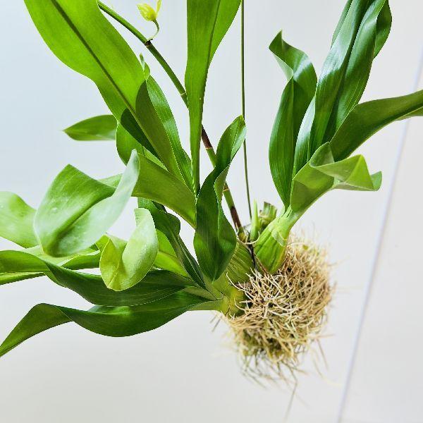 おしゃれ 観葉植物 蘭：グラマトフィラム スクリプタム ヒヒマヌ*吊り