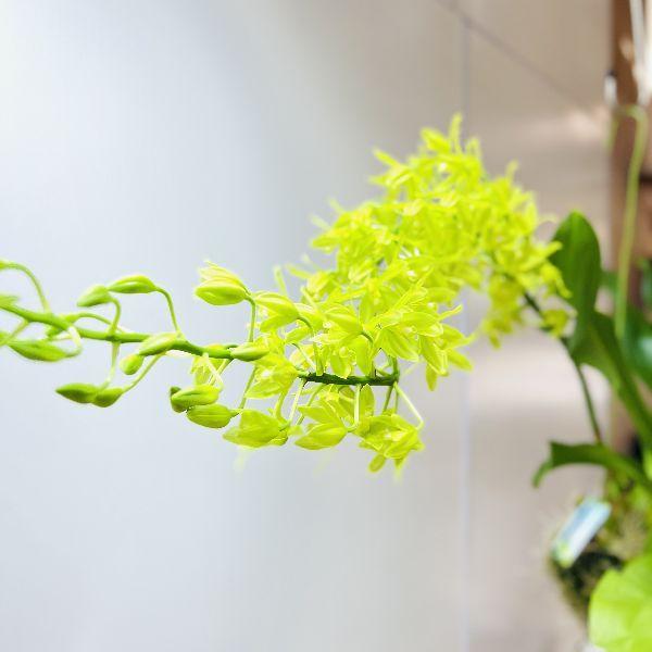 おしゃれ 観葉植物 蘭：グラマトフィラム スクリプタム ヒヒマヌ*吊り