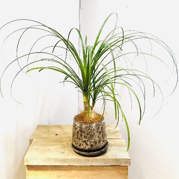 おしゃれ 観葉植物：ポニーテール トックリラン*ノリナ 鉢植え 受皿付