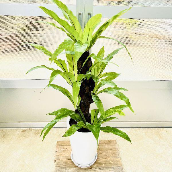 おしゃれ 観葉植物 オオタニワタリ 鉢植え 受皿 大谷渡 大型ヤマト便配送 F6981v 遊恵盆栽 Yahoo 店 通販 Yahoo ショッピング